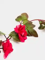 Бордовый лиана с цветами и листьями искусственные. Для интерьера