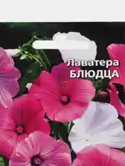 Лаватера Блюдца, семена, цветы