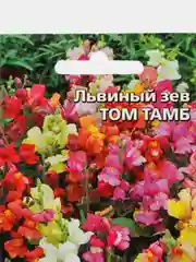 Львиный зев Том Тамб, семена, цветы