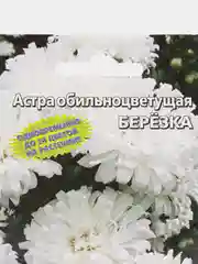 Астра обильноцветущая Березка, семена, цветы