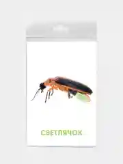 Розовый развивающие карточки для детей двусторонние 19 шт. 120х180 мм. Проф-Пресс