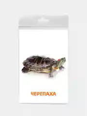 Голубой развивающие карточки для детей двусторонние 19 шт. 120х180 мм. Проф-Пресс