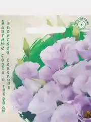 Эустома Пикколо Милка F1 (семена,цветы)