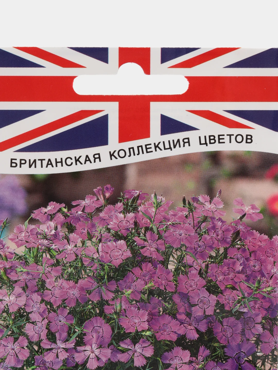 Гвоздика многолетняя Лавандовая (семена,цветы)