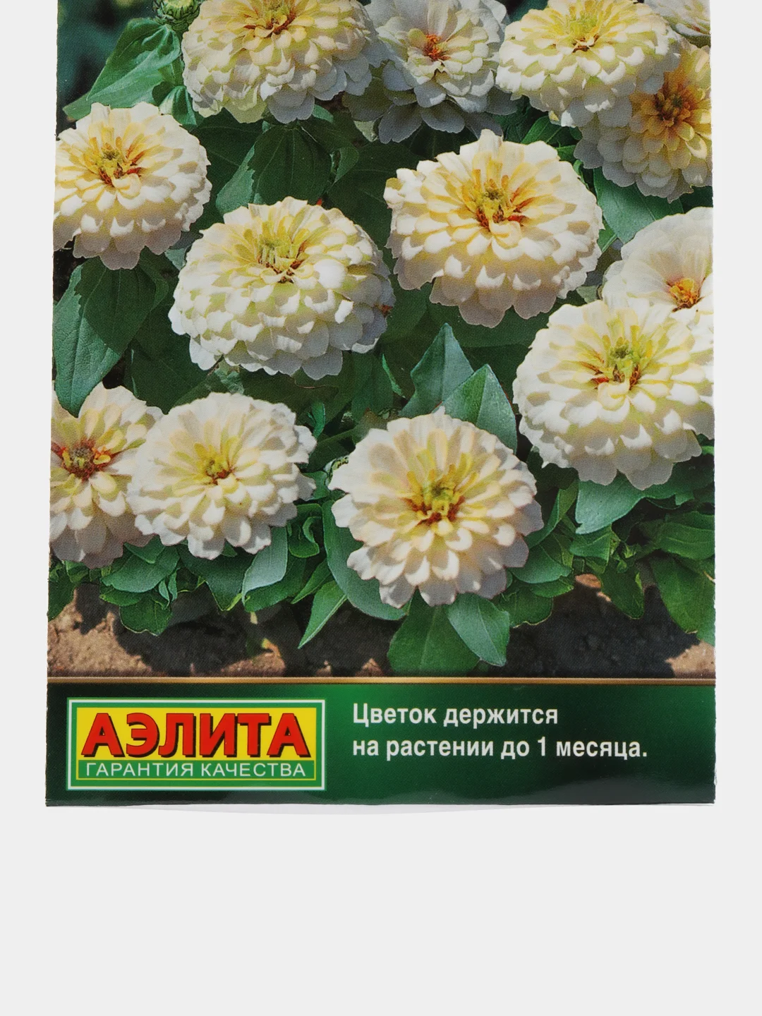 Цинния "Тополино" белая (семена, цветы)