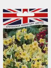 Примула весенняя "Золотистая" (семена, цветы)