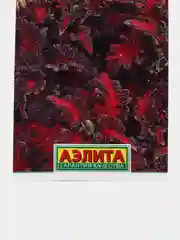 Колеус балконный Шоколадный бархат (семена,цветы)