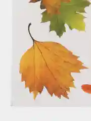 Оранжевый "осенние кленовые листья" наклейка на окно, двухсторонние