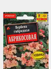 Вербена Абрикосовая (семена,цветы)