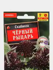 Скабиоза "Черный рыцарь", семена цветов
