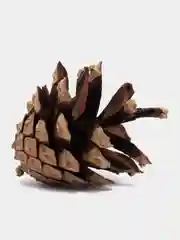 Шишка для декорирования, для творчества, новый год
