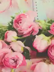 Розовый декоративная наволочка
