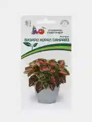 Колеус Визард корал санрайз партнер, семена, цветы