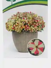 Петуния Софистика лайм биколор партнер (семена,цветы)