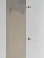 Белый поилка фонтан для кошек и собак