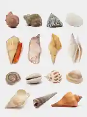 Ракушки натуральные морские и океанические, грунт, наполнитель, декор для аквариума