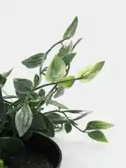 Зеленый искусственные цветы для декора фейка, лиана в кашпо