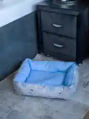 Фиолетовый лежак для кошек и собак мелких пород