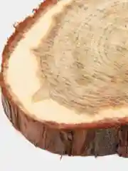 Спилы можжевельника для панно, творчества 60 шт