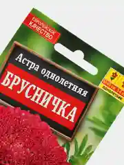 Астра Брусничка (семена,цветы)