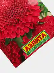 Астра Брусничка (семена,цветы)