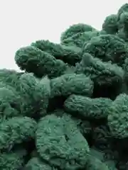 Зеленый пряжа турецкая Alize puffy/ петельки / пряжа пальцами / микрополиэстер/ ализе пуффи