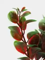 Растение для аквариума Plant 006 Людвигия красная