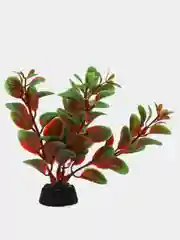 Растение для аквариума Plant 006 Людвигия красная