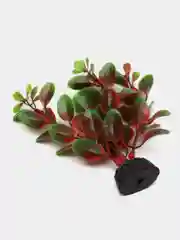 Растение для аквариума Plant 006 Людвигия красная