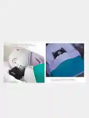 Котенок Шмяк. Добрых снов, Шмяк!, Скоттон Роб