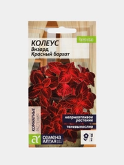 Колеус Визард Красный бархат (семена,цветы)