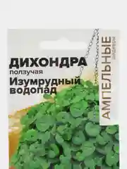 Дихондра Изумрудный Водопад, семена, цветы