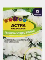 Астра Тысяча чудес, белая, карликовая, семена, цветы