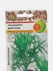 Пальма Трахикарпус Форчуна, семена, цветы