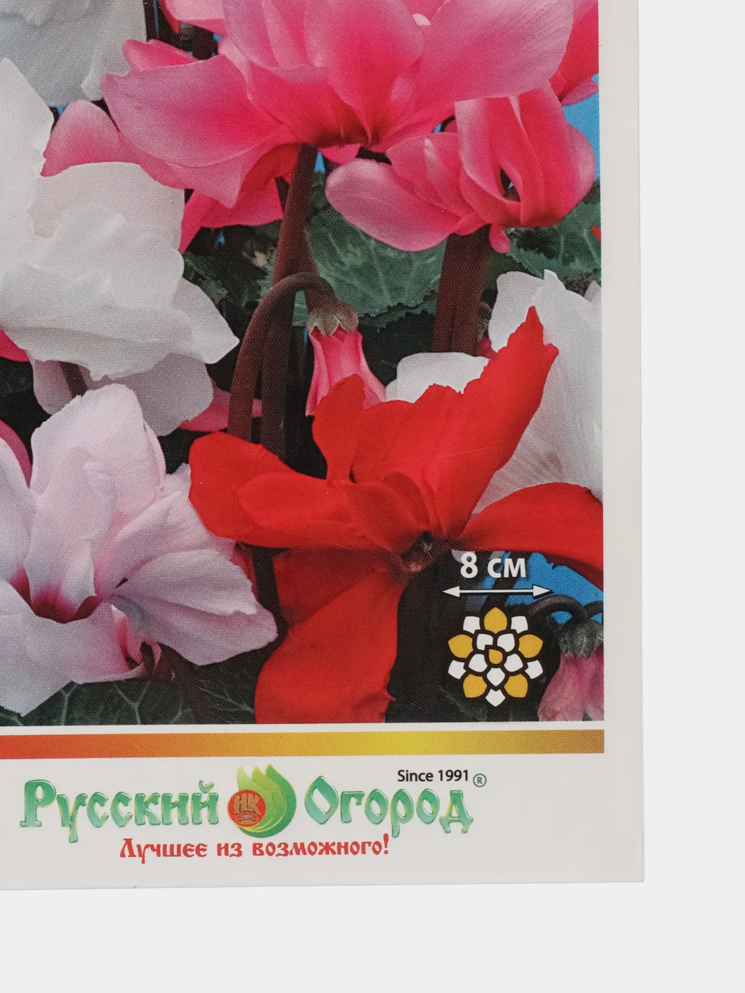 Цикламен смесь "Русский размер", семена, цветы