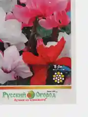 Цикламен смесь "Русский размер", семена, цветы