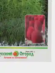 Кохия Летний кипр (семена,цветы)