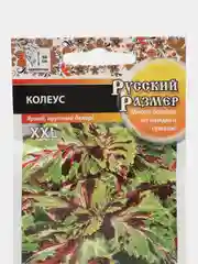 Колеус "Русский размер", семена, цветы