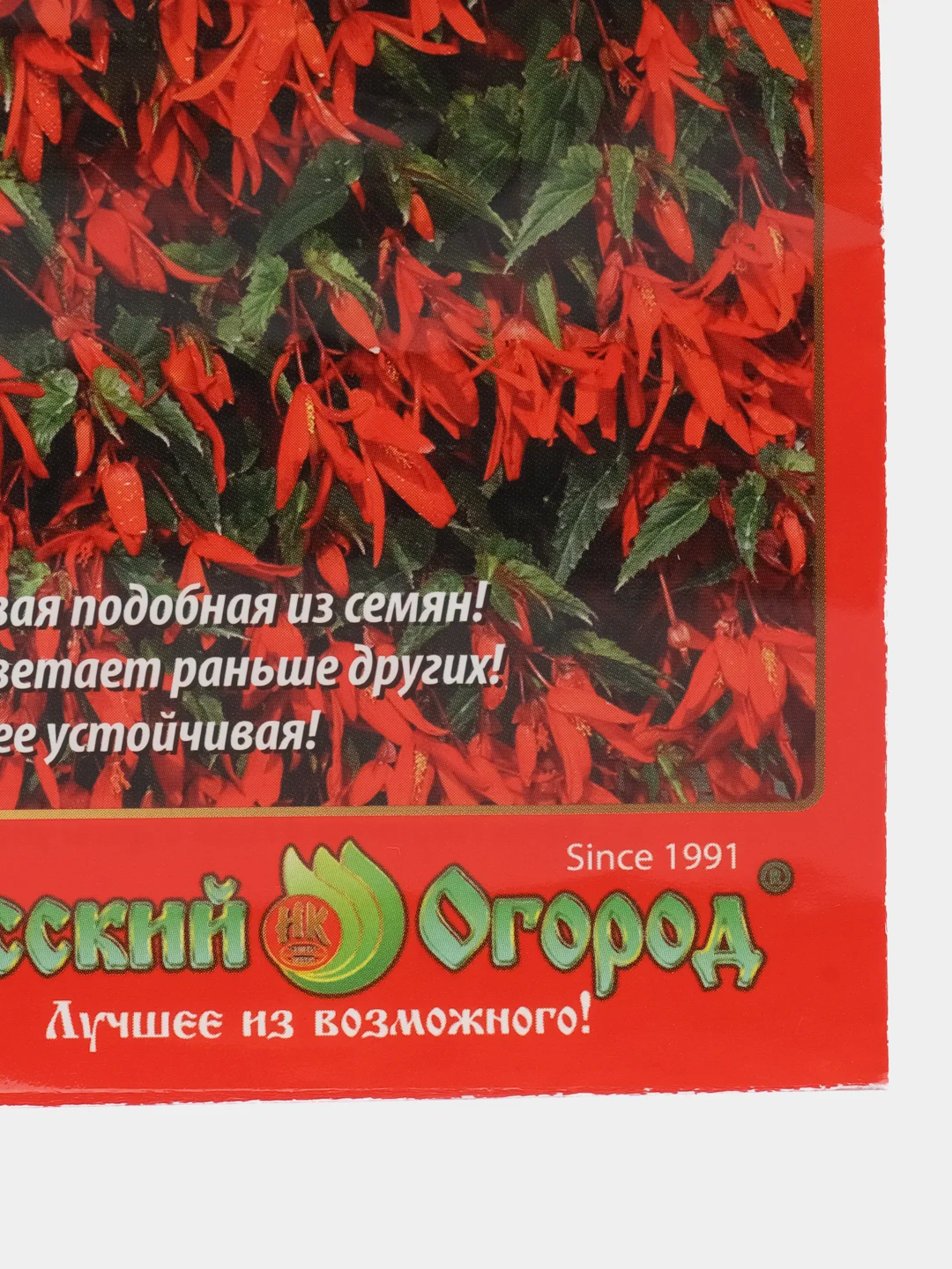 Бегония Огненный каскад, семена, цветы