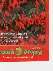 Бегония Огненный каскад, семена, цветы