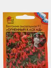 Бегония Огненный каскад, семена, цветы