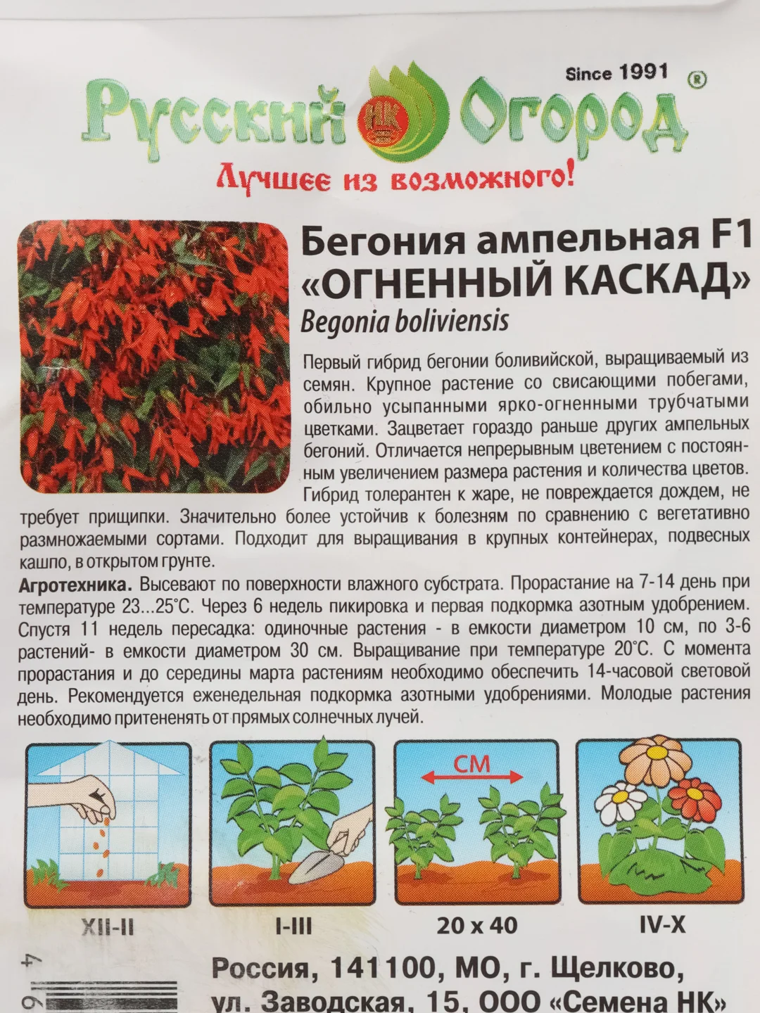 Бегония Огненный каскад, семена, цветы