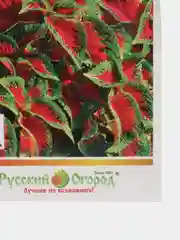 Колеус "Солнечный арбуз", семена, цветы