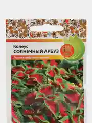 Колеус "Солнечный арбуз", семена, цветы