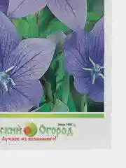 Платикодон "Царь колокол", семена, цветы