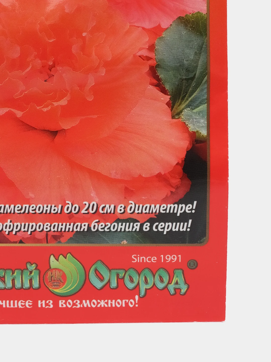 Бегония клубневая Коралловый риф, семена, цветы