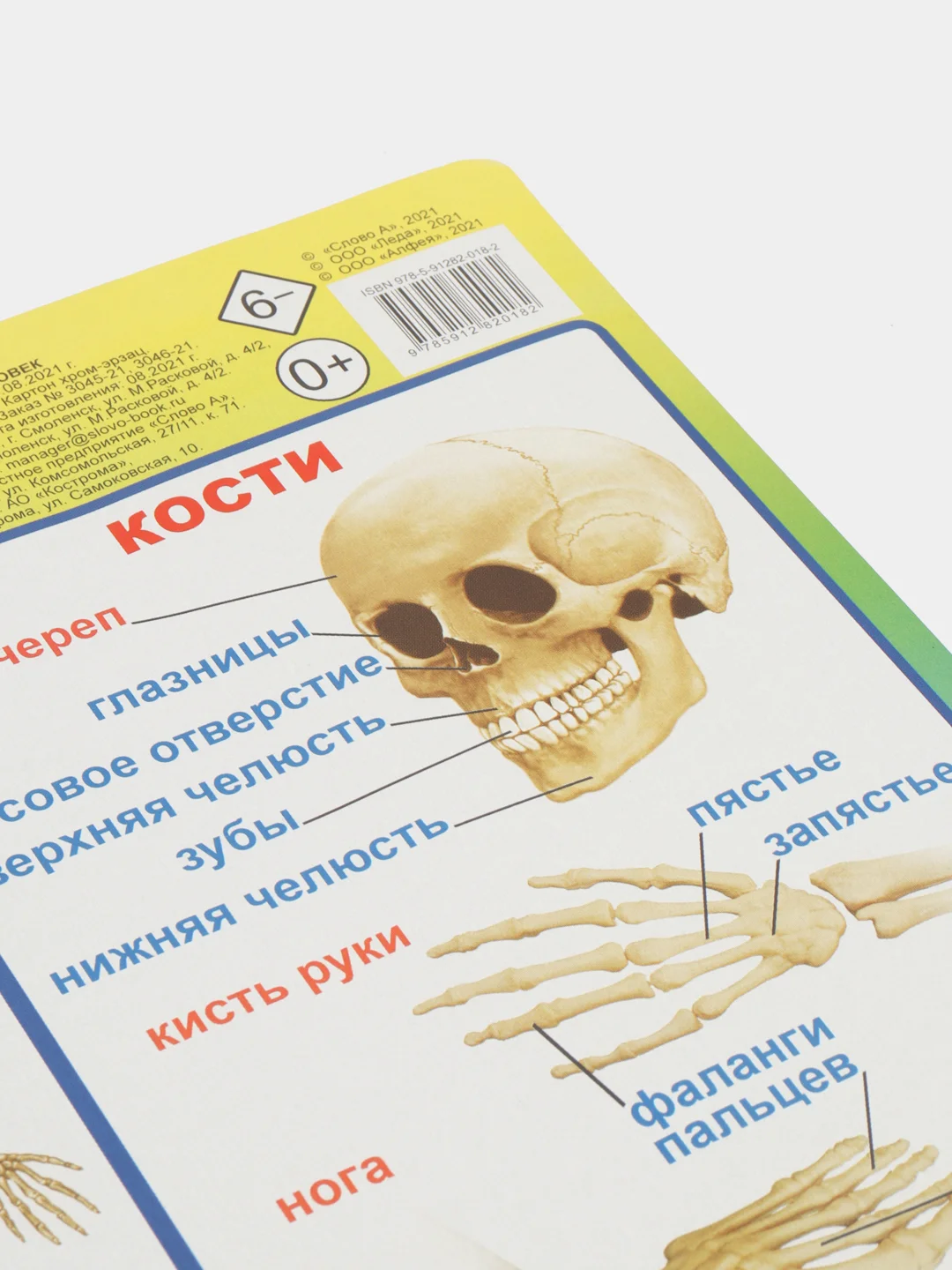 Манго плакат "Тело человека. Это я!" Лицо. Органы чувств. Кожа. Строение тела человека. Дет. сад