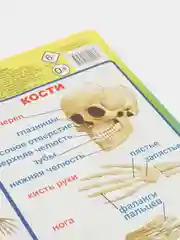 Манго плакат "Тело человека. Это я!" Лицо. Органы чувств. Кожа. Строение тела человека. Дет. сад