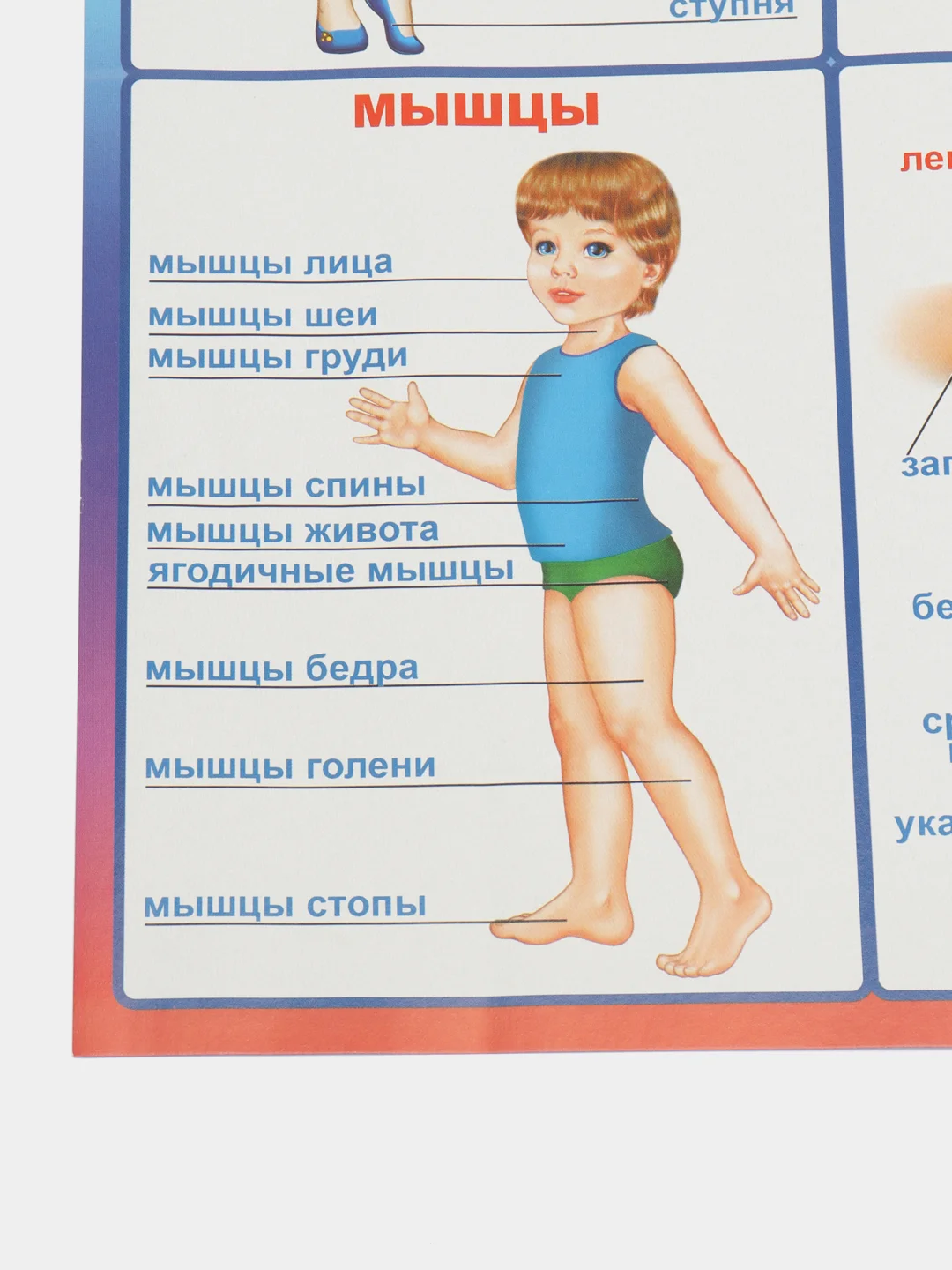 Манго плакат "Тело человека. Это я!" Лицо. Органы чувств. Кожа. Строение тела человека. Дет. сад