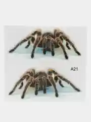 Угольный наклейки на авто
